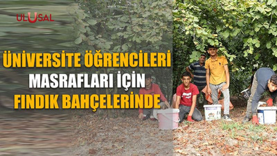 Üniversite öğrencileri masrafları için fındık bahçelerinde